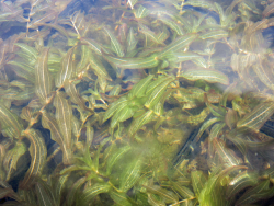 Potamogeton natans - schwimmendes Laichkraut